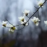 Leo Yoshino — Magnolia